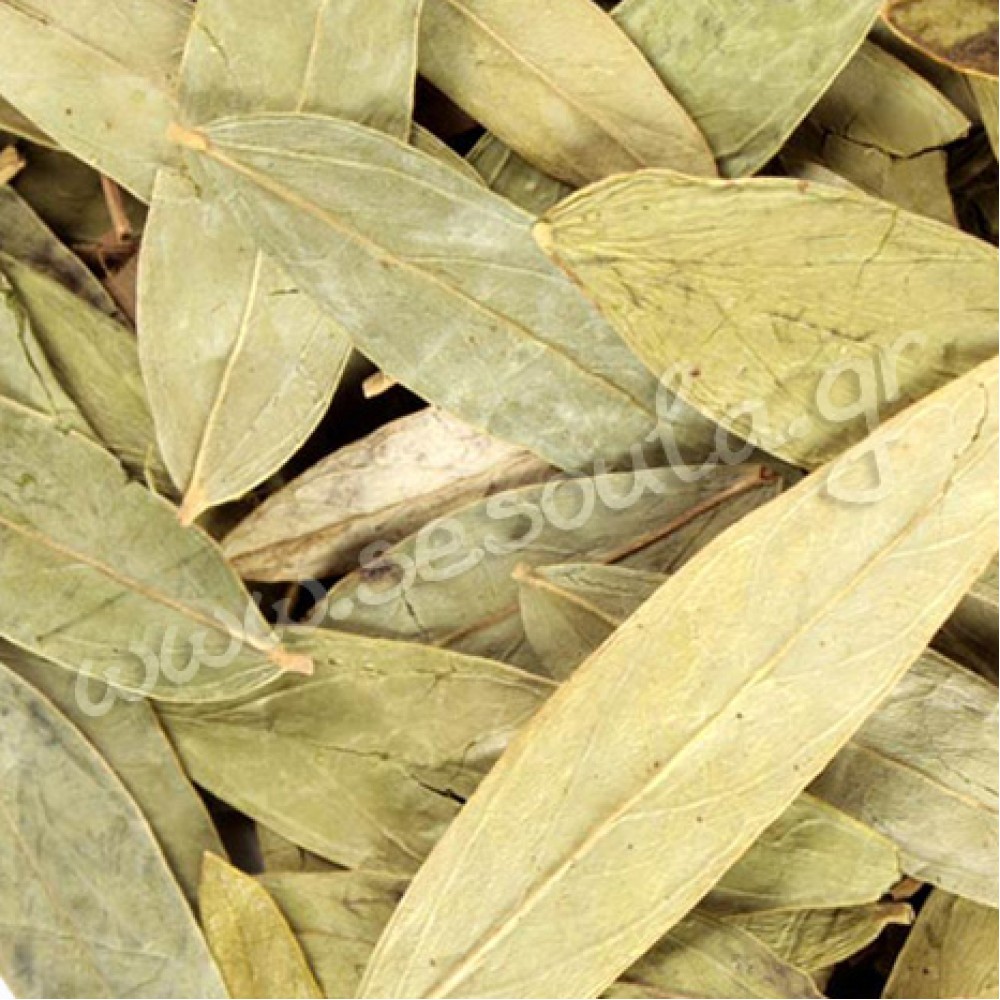 ΣΙΝΑΜΙΚΗ (Cassia Angustifolia, σέννα)
