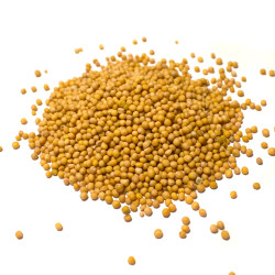 Σινάπι κίτρινο (yellow mustard seed)