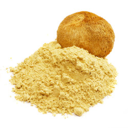 Lion's Mane (Ερίκιο το Αγκαθωτό, αρνάκι, hericium erinaceus)
