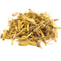 Αγριάδα βιολογική (Agropyron repens, couch grass)