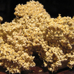 Αχιλλέα (Yarrow Bushes, Achillea Millefolium)