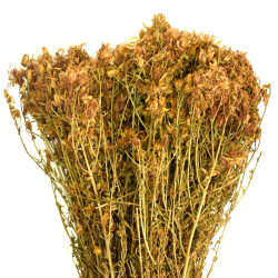 Βάλσαμο (σπαθόχορτο, Hypericum, St John’s wort)