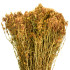 Βάλσαμο (σπαθόχορτο, Hypericum, St John’s wort)