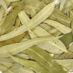 Ευκάλυπτος (eucalyptus)