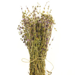 Φλισκούνι (pennyroyal, mentha pulegium)