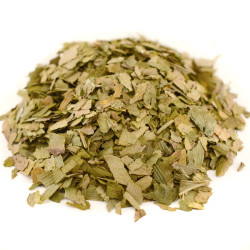 Τζίνγκο μπιλόμπα (Ginkgo biloba)