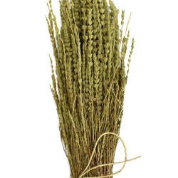 Ύσσωπος (κυπαρισσάκι, hyssopus, hyssop)