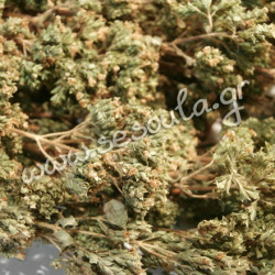 Ρίγανη ματσάκι (oregano bunch)