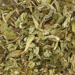 Ταραξάκο (taraxacum officinale)
